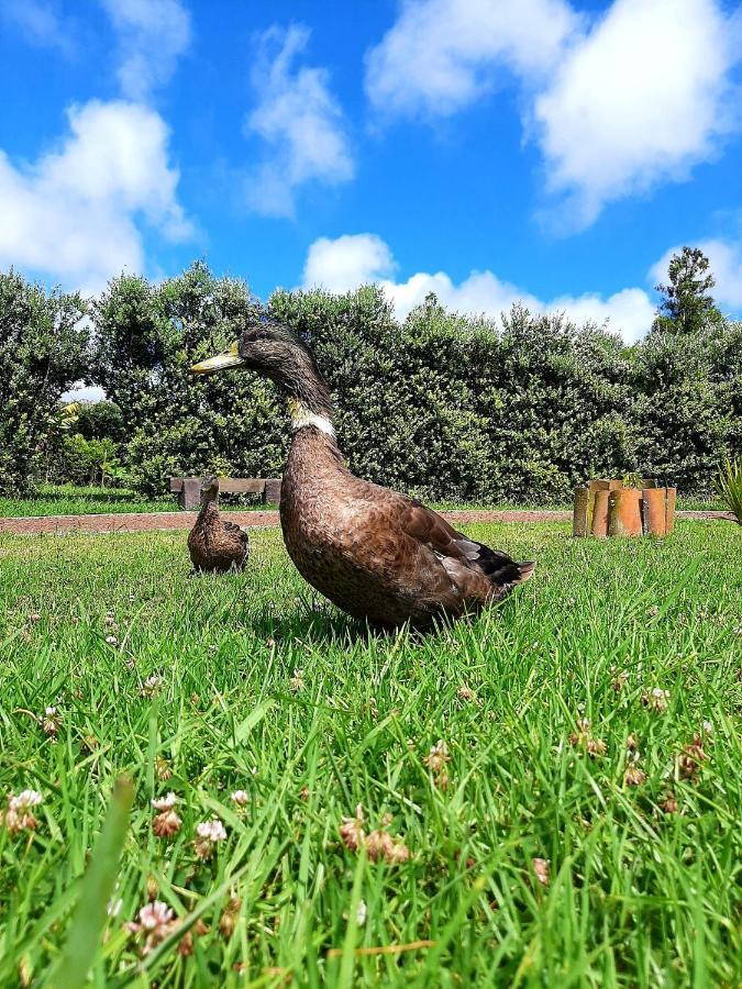 Sao Pedro Quinta De Sao Jose别墅 外观 照片